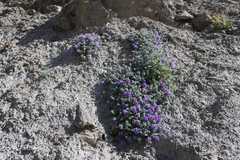 Oxytropis cachemiriana